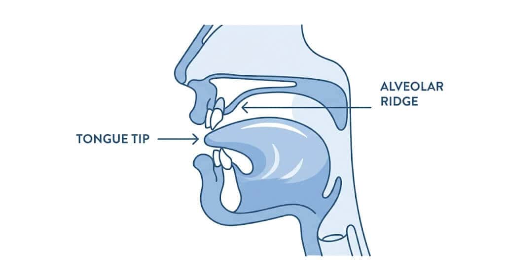 Diagram showing tongue tip placement near the alveolar ridge for correct speech sounds